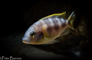 Metriaclima lanisticola 'Mazinzi Reef'